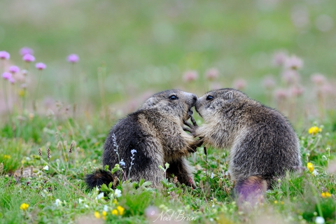 Marmottons (Marmotta Marmotta) dans le parc du Queyras 