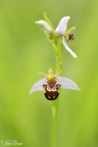 Ophrys abeille (Ophrys apifera) 