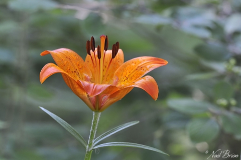 Lys orangé (Lilium bulbiferum) 