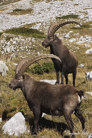 Bouquetin des Alpes (Capra Ibex) sur les hauts plateaux du Vercors 
