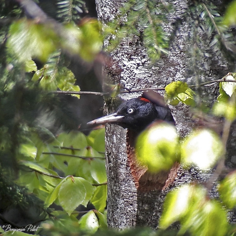Pic noir femelle (dryocopus martius) au nid 