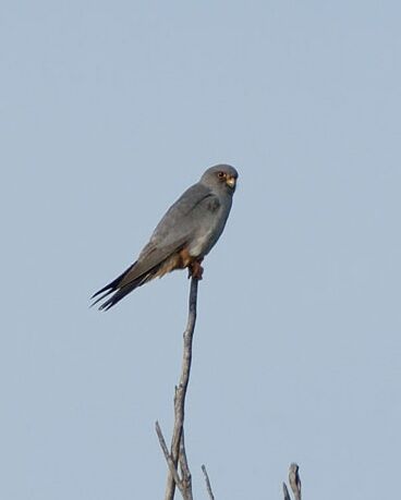 Faucon kobez (falco vespertinus) en halte migratoire sur la bourne 